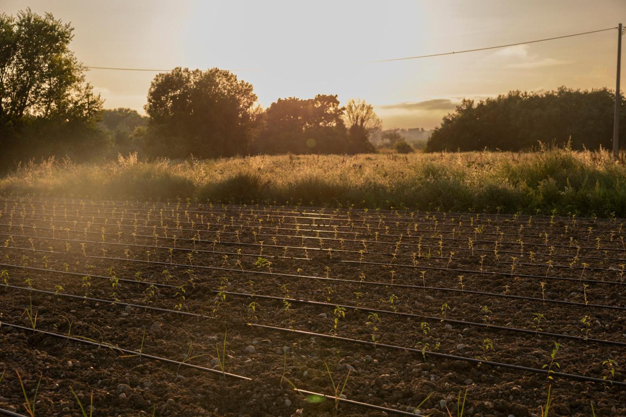 Agri Charme Tenuta Picilli Albanella Dış mekan fotoğraf